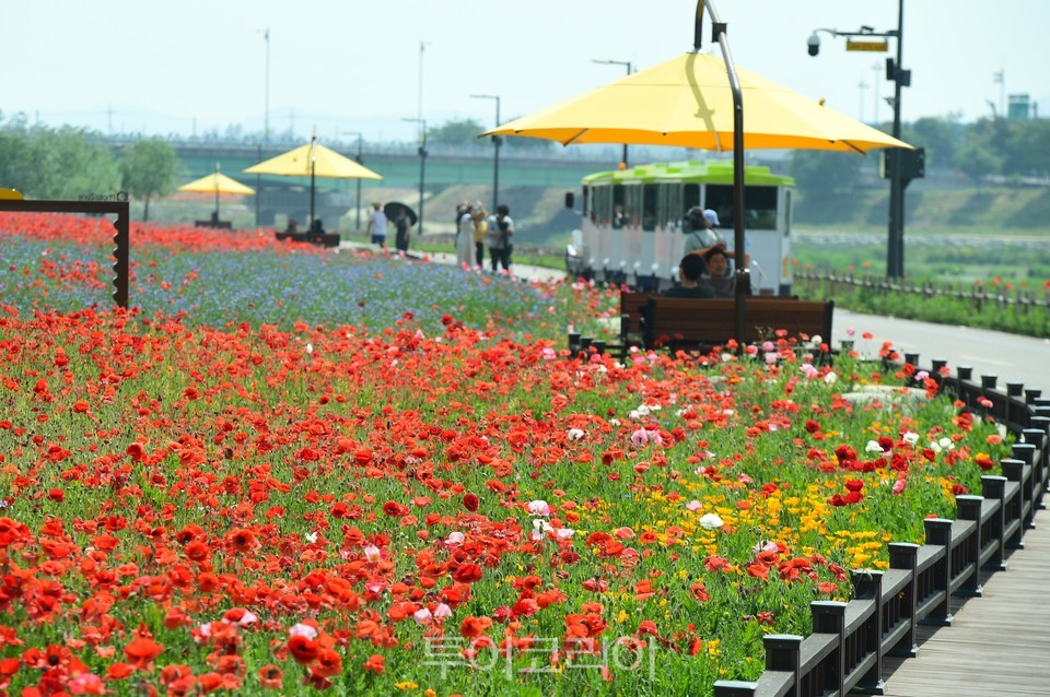 장성 황룡강 홍길동무 꽃길축제