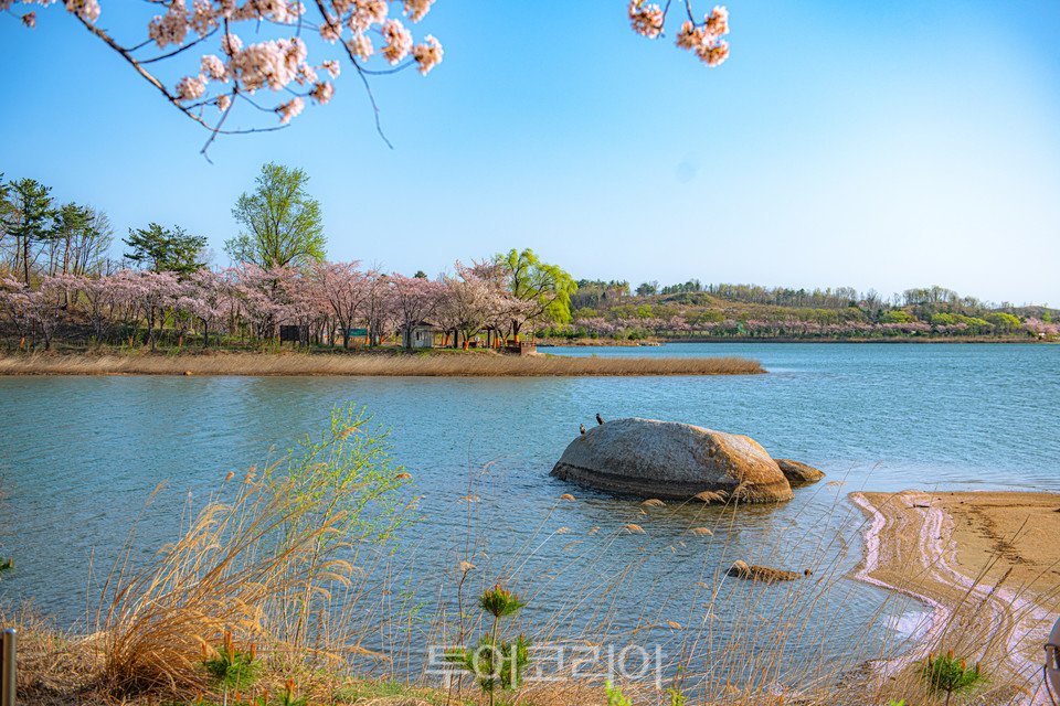영랑호 봄풍경, 꽃, 수변데크, 산책로 /사진-속초시