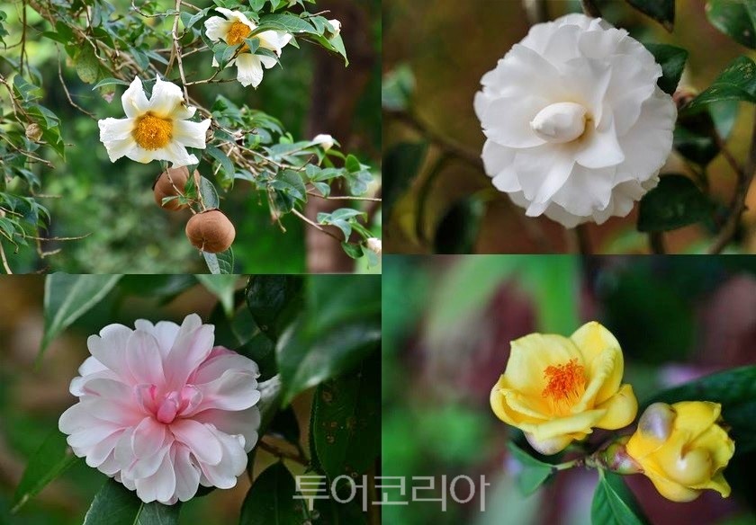 홍콩동식물공원 내 카멜리아 가든에서 볼 수 있는 동백꽃