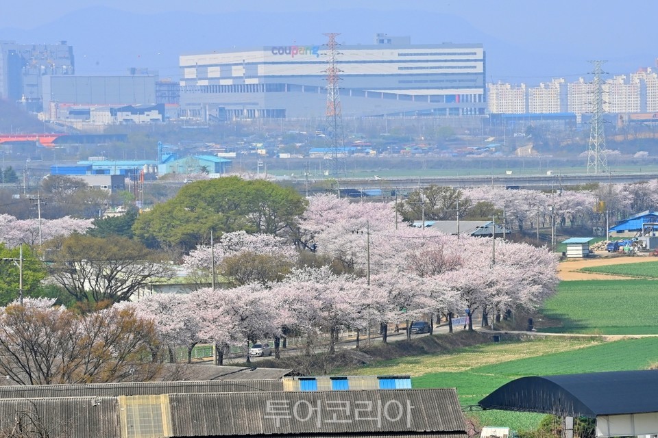 달창지길 벚꽃축제/사진-달성군