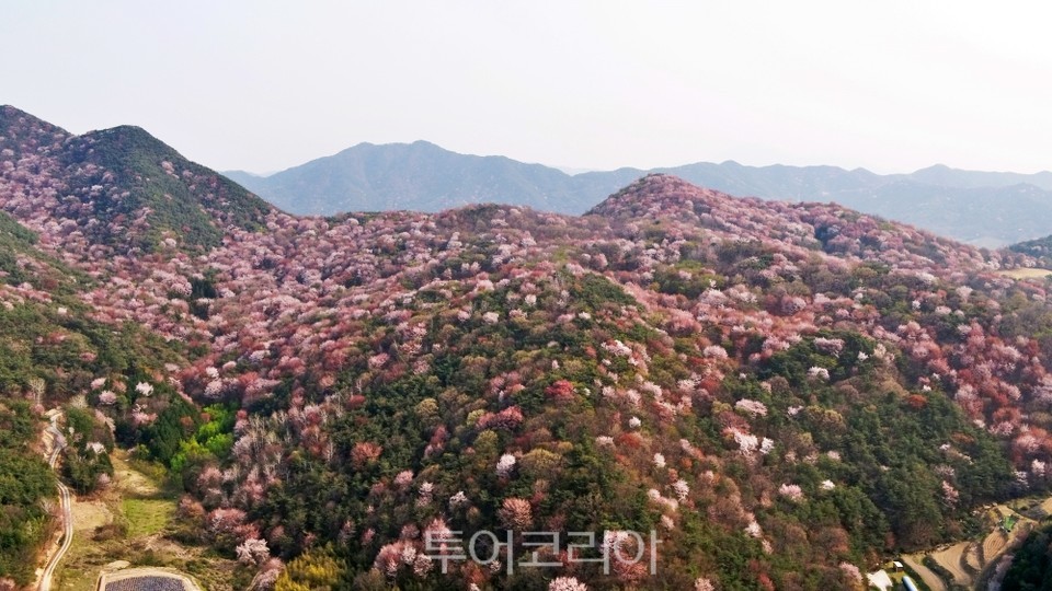 담양 고비산 산벚꽃축제 /사진-담양군