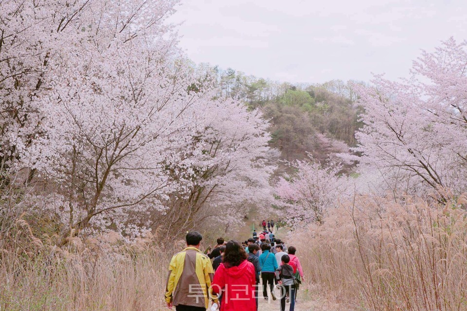 보곡산골 산벚꽃축제/사진-금산군